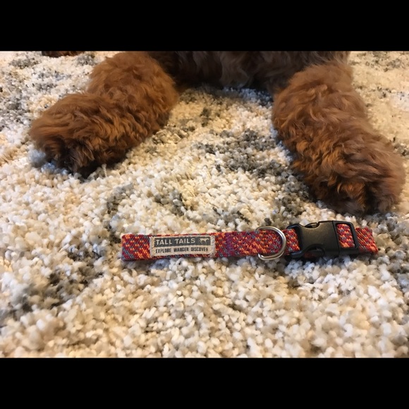 Small Dog Collar - Picture 2 of 4